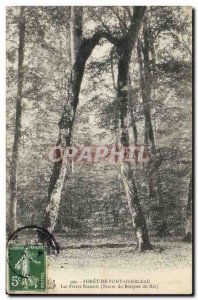 Old Postcard Tree Forest of Fontainebleau The brothers Siamese King's Grove Road