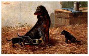 Dog  , Mother and puppies