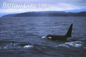 Orcas British Columbia BC Orca Killer Whales Unused Postcard D27