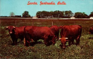 Texas King Ranch Santa Gertrudis Bulls