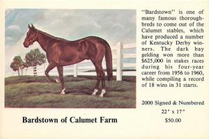 Thoroughbred Horse Bardstown Of Calumet Farms Print Sale Advertising Postcard