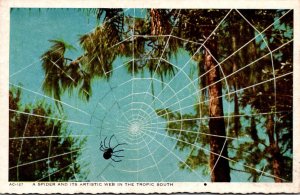 A Spider and Its Artistic Web In The Tropic South