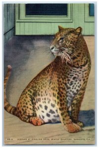 c1930's Leopard At Ringling Bros. Winter Quarters Sarasota Florida FL Postcard