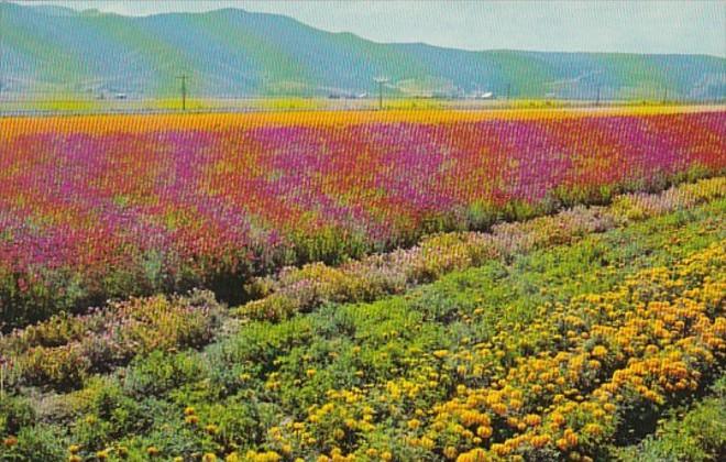 California Fields Of Cultured Flowers