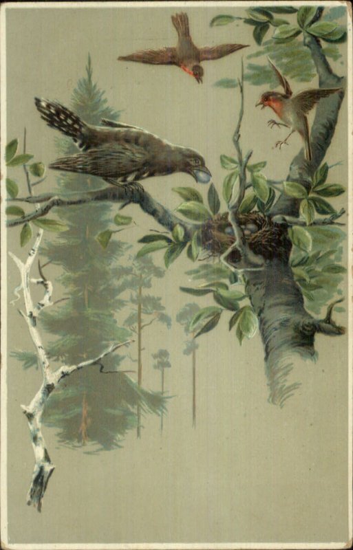 Bird Nest Stealing Eggs - Jays & Robins? c1910 Postcard