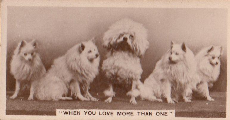 Poodle Lovers Loving Dogs Dog German Antique Photo Cigarette Card