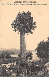 Tree Growing from old Sugar Estate Chimney Jamaica Unused 