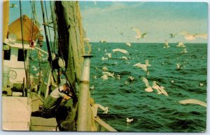 Postcard - Dinner Time For The Seagulls, Cape Cod - Massachusetts