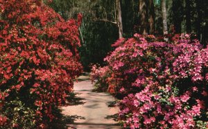 Vintage Postcard Magnolia Gardens Azaleas Flowers Charleston South Carolina SC