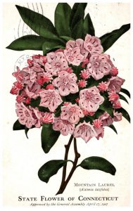 State Flower of Connecticut Mountain Laurel