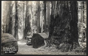 Bull Creek Redwood Grove California w/Old Car RPPC Unused c1920s