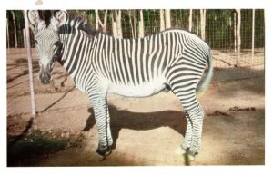 VINTAGE POSTCARD GREVVY'S ZEBRA FROM AFRICA AT THE SAN DIEGO ZOO FRESH CHROME