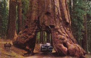 California Yosemite National Park Wawona Tunnel Tree 1955