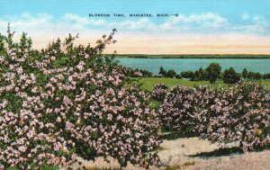 Blossom Time Fruit Growing Section Manistee County Michigan MI Vintage Postcard