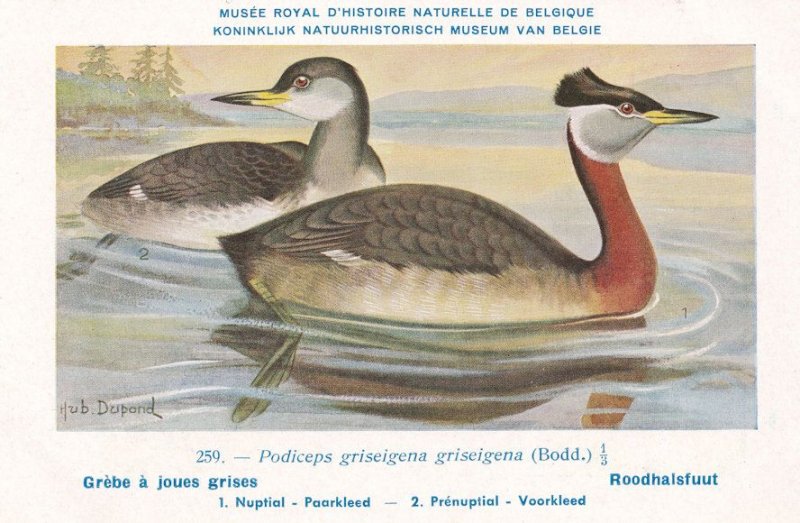 Red Necked Grebe Podiceps Grisegena WW2 Bird Rare Postcard