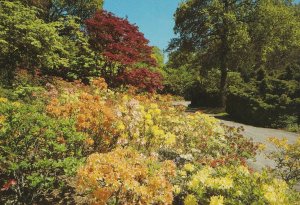 Hampshire Postcard - Exbury Gardens - Exbury - Southampton    AB805