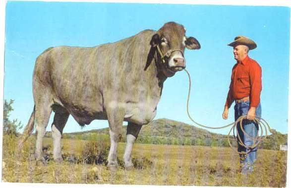 'Jimbo' Big Steer 3200 lbs Centerville Oklahoma OK