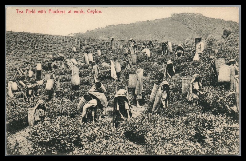 Ceylon Vintage Unused Postcard Tea Field with Native Pluckers At Work