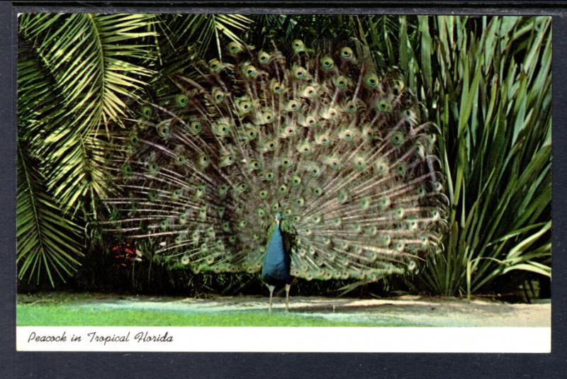 Peacock in Tropical Florida Bird BIN