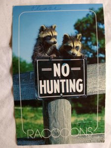 Postcard - No Hunting 