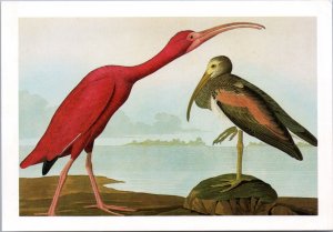 Postcard ART Scarlet Ibis from John James Audubon