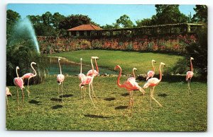 1950s PARROT JUNGLE MIAMI FLORIDA FLAMINGOS KOPPEL COLOR CHROME POSTCARD P2698