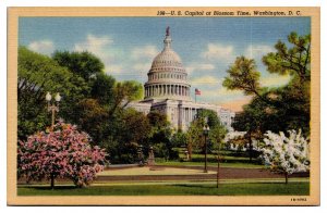 Vintage US Capitol at Blossom Time, Washington, D.C. Postcard