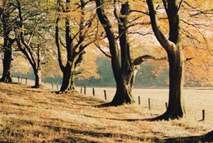 Autumn Brampton Ridge Cumbria Rare Postcard