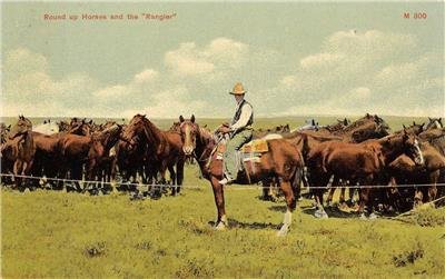 Round Up Horses & the Rangler Cowboy & Horses Western c1910s Vintage Postcard