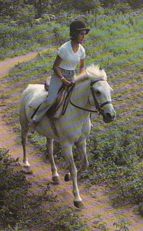 Horses Cantering On A White Mare