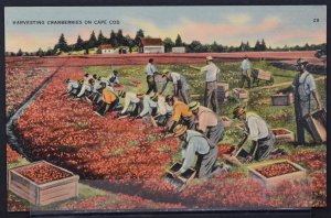 Harvesting Cranberries on Cape Cod, MA