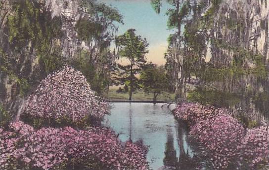 South Carolina Charleston The Azalea Pool Middleton Place Gardens Albertype