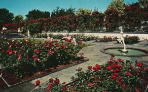 Portland OR-Oregon, Constant Array Glorious Roses Sunken Court Lambert Postcard