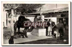 Postcard Modern Tunisia La Marsa Camel Saf Saf