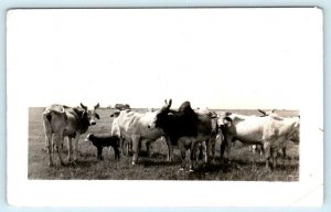 RPPC TEXAS Somewhere:  Group of BRAHMA STEERS in PASTURE c1940s Postcard