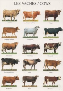 Farm Cattle Cows 15x Rare Breeds Postcard