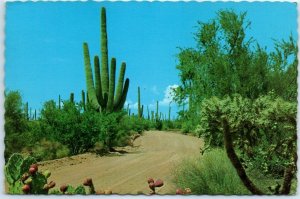 Postcard - Desert Display, Arizona