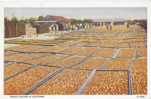 Drying Peaches in California