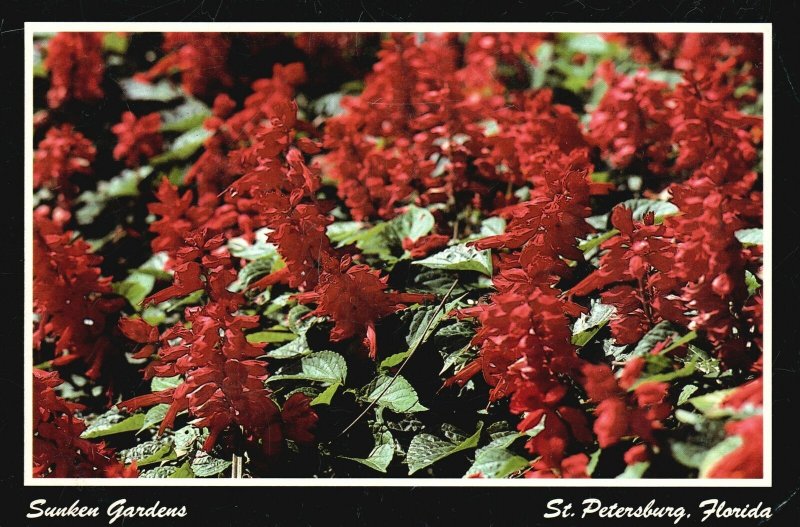 Postcard Scarlet Sage Salvia Splendens Native To Brazil Sunken Gardens