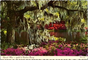 Postcard Spanish Moss - Symbol of Southern Beauty