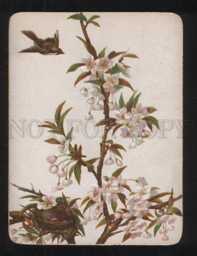 068208 BIRD on Tree FLOWERS Style KLEIN old Card