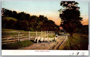 Vtg A New England Road Sheep Herding 1900s View Old Antique Postcard