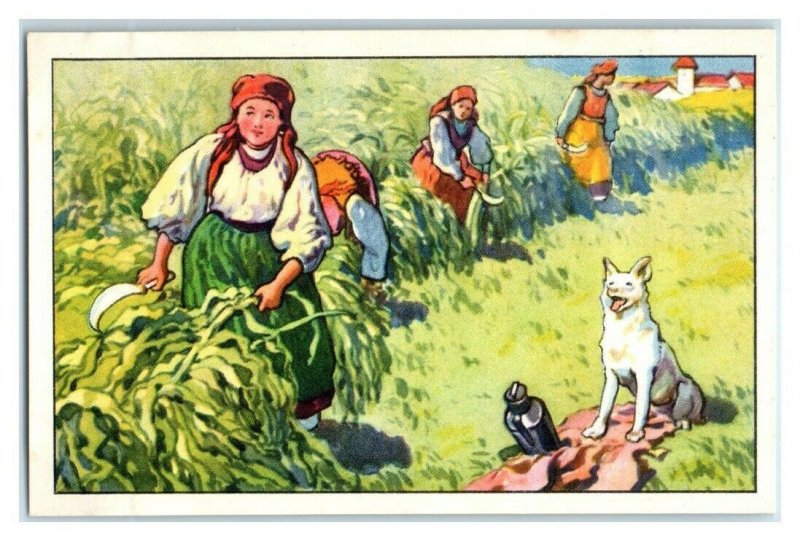 Corn, Romania, Hungary, Serbia, Nourishing Food, Echte Wagner Trade Card *VT31U