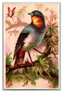 Vintage 1880's Victorian Trade Card Beautiful Blue Bird & Pink Butterfly