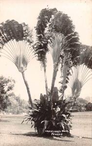 Penang Malaysia Travellers Palm Real Photo Antique Postcard J61468