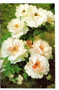 Japanese Tree Peony, Used  1958,  White Flowers