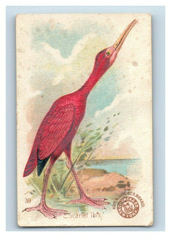 1880s-90s Arm & Hammer Beautiful Birds Series Waxbill Lot Of 5 P222