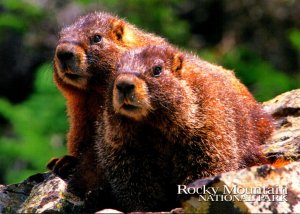 Yellow Bellied Marmot Rocky Mountain National Park Colorado
