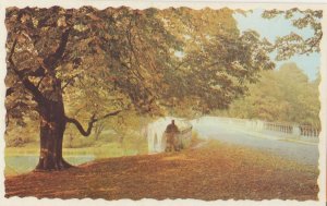 Autumn Leaves at Clumber Park Nottingham Mansfield Postcard