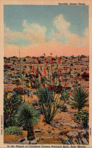 Cactus Ocotillo In Bloom On The Desert New Mexico 1941 Curteich